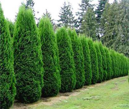 Pyramidal Arborvitae Image