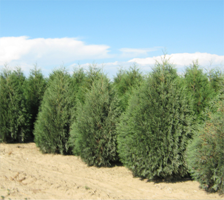 Techny Arborvitae Image